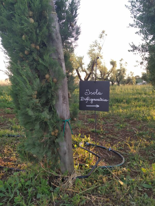 Un filosofo tra gli ulivi - Esperienza - immagine 3