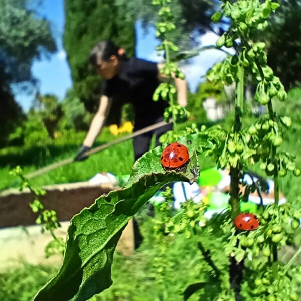 "Agricoltura con cura" -  Corso sulla raccolta delle erbe spontanee  - Esperienza con pranzo - immagine 7