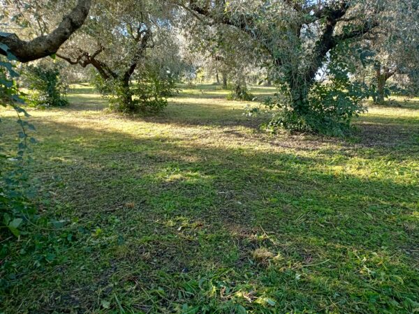 "Agricoltura con cura" - I° Appuntamento - Corso di potatura dell'olivo - Esperienza - immagine 8