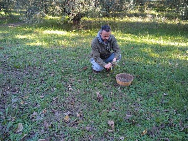 "Agricoltura con cura" -  Corso sulla raccolta delle erbe spontanee  - Esperienza con pranzo - immagine 4